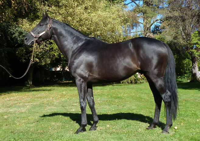 Tirwanako stallion